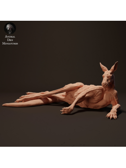 red kangaroo resting