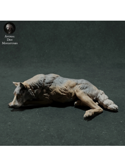 Sleeping iberian wolf