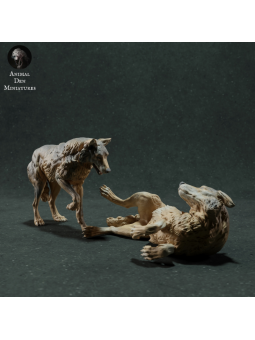 Iberian wolves playing