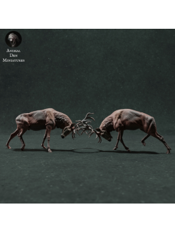 Ciervos rojos luchando