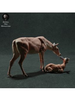 Cierva roja y cervatillo