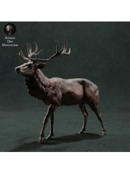 Ciervo rojo caminando