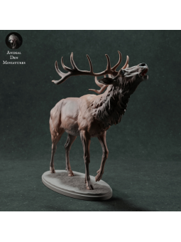 Ciervo rojo berreando