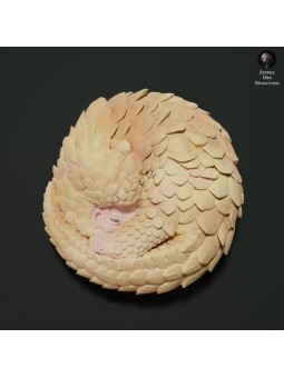 Coiled pangolin