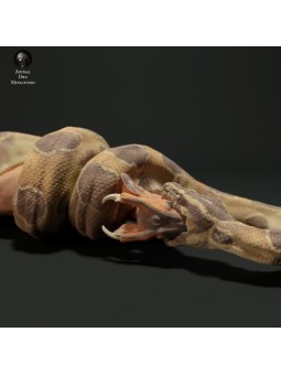 Burmese python eating