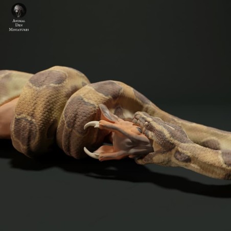 Burmese python eating