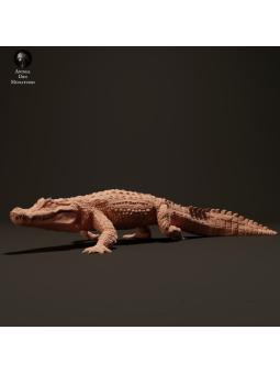 Black Caiman Walking