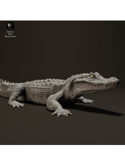 Black Caiman sunbathing