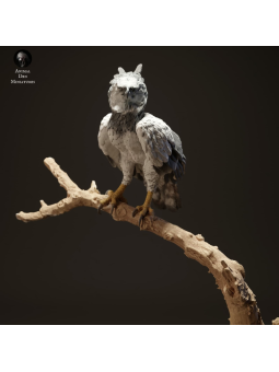 Harpy eagle