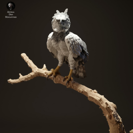 Harpy eagle