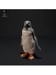 Pingüino Gentoo