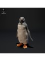 Pingüino Gentoo