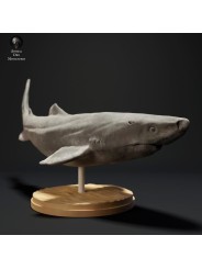 Tiburón de Groenlandia