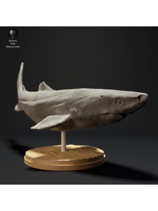 Tiburón de Groenlandia