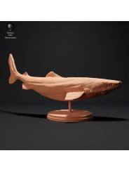 Tiburón de Groenlandia