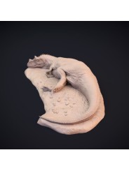 Ceratosaurus dormido