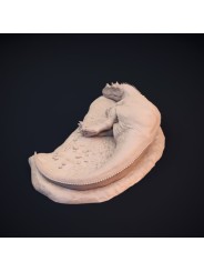 Ceratosaurus dormido