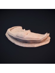 Ceratosaurus dormido