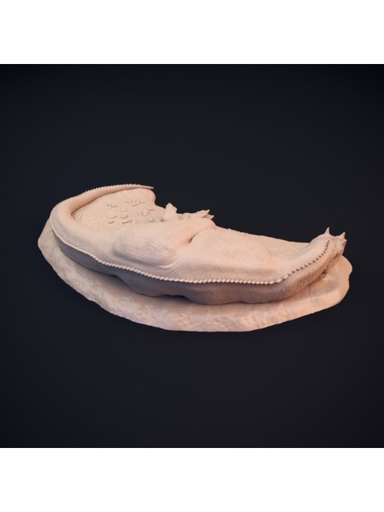 Ceratosaurus dormido