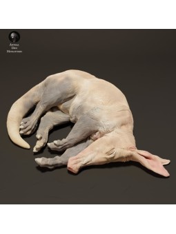 Cerdo Hormiguero dormido