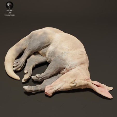Sleeping aardvark