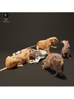 Lionesses fighting hyenas for food