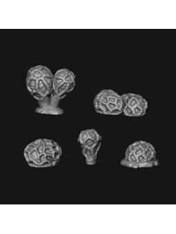 Hongos colus pusillus