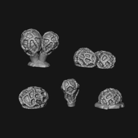 Hongos colus pusillus