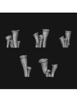 Setas trompeta negra