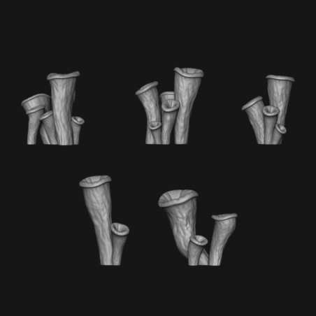 Setas trompeta negra