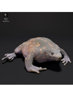 Mexican burrowing toad