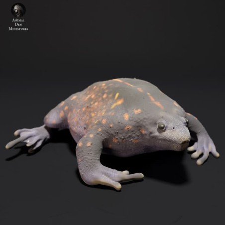 Mexican burrowing toad