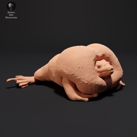 Mexican Burrowing Toad Croaking