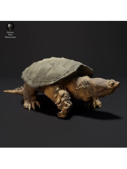 Common snapping turtle walking