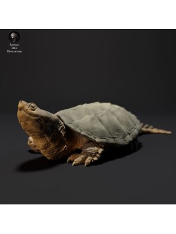 Common snapping turtle sunbathing