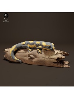 Salamander