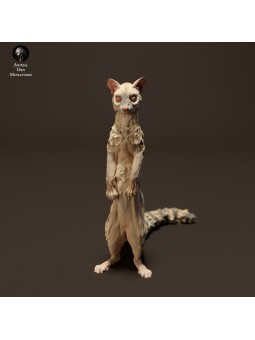 Standing genet