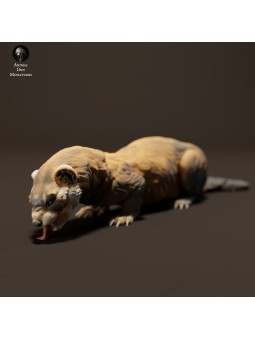 European ferret eating