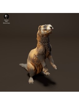 European ferret standing
