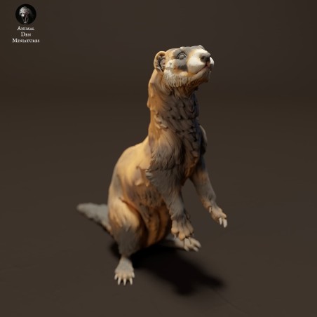 European ferret standing