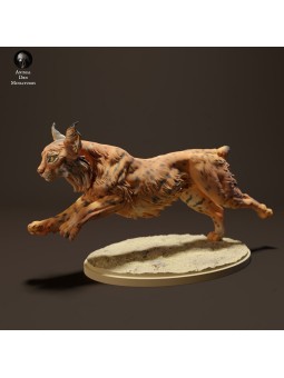 Iberian lynx running