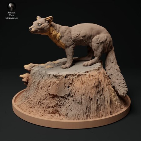 Pine marten stump