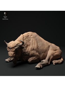 Bisonte europeo descansando