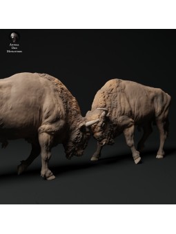 Bisontes europeos luchando