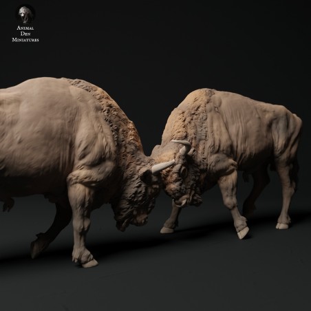 European Bison fighting