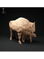 Bisonte europeo y ternero