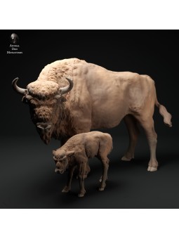 European bison and calf