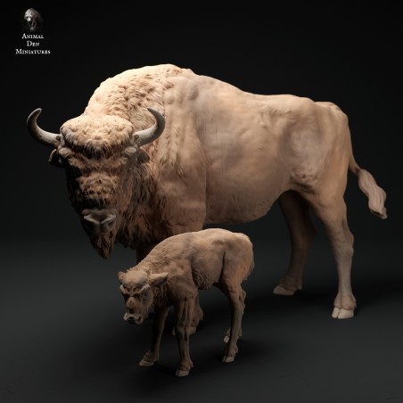 European bison and calf