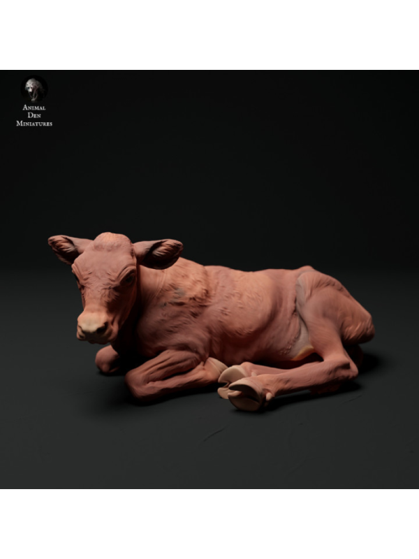 Red Devon calf lying