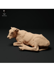 Red Devon calf lying